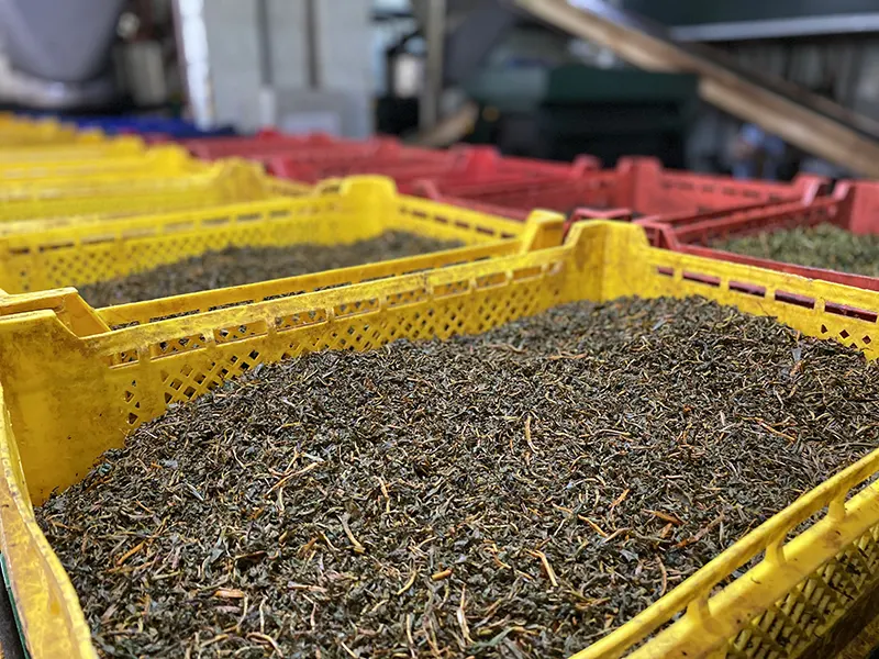 dried-tea-leaves-in-tea-factory-in-sri-lanka-2022-11-01-07-49-10-utc